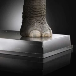 I-GLOO 8.5 Coperchio In Tritan 60x40cm H8,5cm Silikomart -Peroni Kitchen Negozio coperchio i gloo 85 in tritan silikomart 2