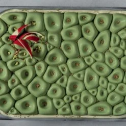 CORAL TOP105 Stampo In Silicone Decoro Vaschetta Di Gelato Piccola Pavoni